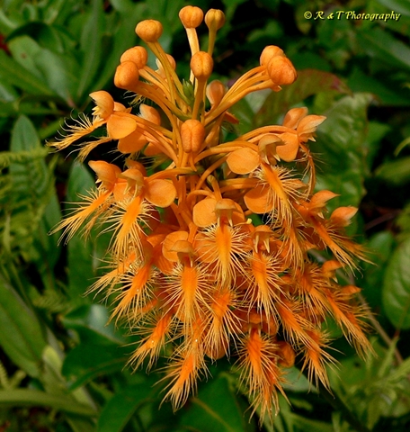 {Platanthera ciliaris}